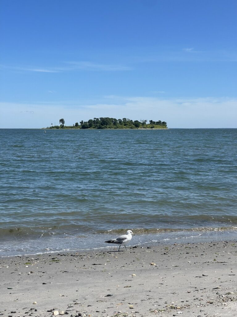 A photo of a sandy beach in Connecticut, blue ocean water, a seagull and an island in the distance.